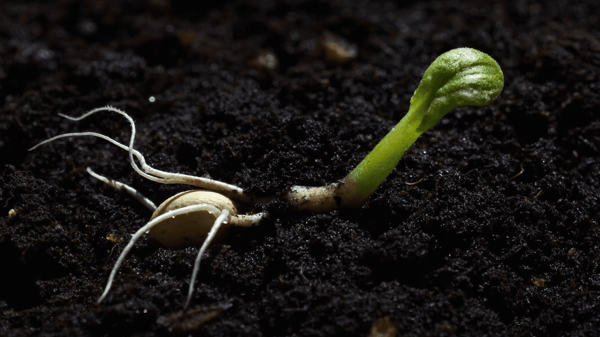 Macro photograph of a seed germinating in dark soil